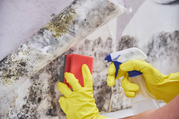 Best Water Damage & Mold Remediation  in Picacho Hills, NM